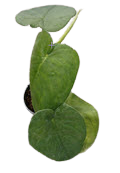 4" Syngonium Chiapense Ice Frost